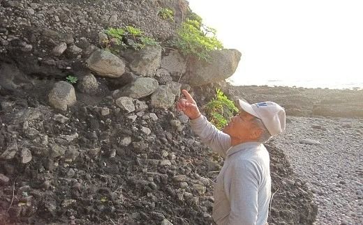 B1-36 明日楽茶と柿の葉茶詰合せ