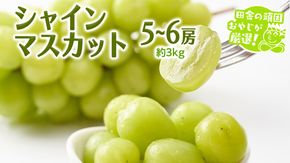 シャインマスカット 約3kg 5〜6房【8月より発送開始】田舎の頑固おやじが厳選！ マスカット 種なし 高糖度 ギフト 甘い 美味しい フルーツ [BI263-NT]