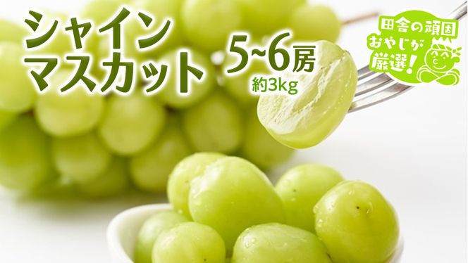 シャインマスカット 約3kg 5〜6房【8月より発送開始】田舎の頑固おやじが厳選！ マスカット 種なし 高糖度 ギフト 甘い 美味しい フルーツ [BI263-NT]