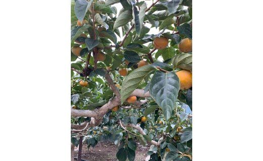 たねなし柿 赤秀品 Lサイズ 化粧箱（13～15個入） CC36