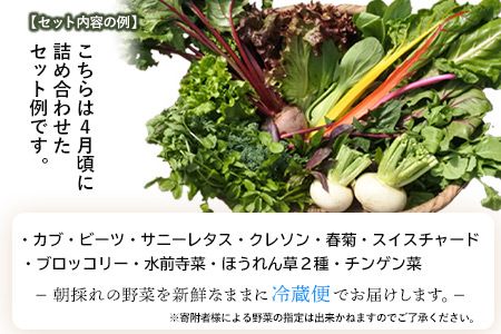 南阿蘇オーガニック 旬の野菜セット10種類以上詰め合わせ《30日以内に出荷予定(土日祝除く)》熊本県 南阿蘇村 野菜 カブ ビーツ サニーレタス クレソン ブロッコリー 水前寺菜 ほうれん草２種 チンゲン菜 春菊 スイスチャード---sms_cmoyasai_30d_r7_15000_10i---