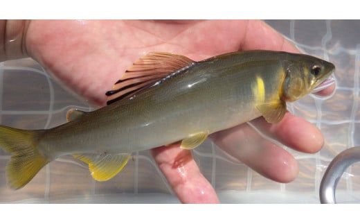 恵那漁業協同組合 鮎釣年間遊漁証 F4N-0986