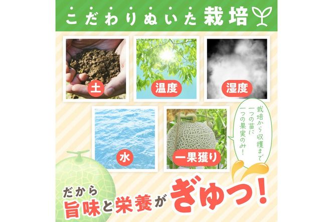 【先行予約／数量限定100】ゆめろんファームの赤肉メロン（2026年6月上旬～発送）　DE00154