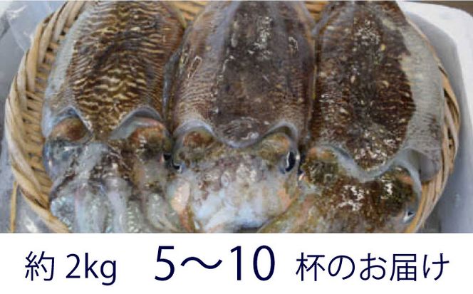 【先行予約】【2027年3月下旬以降順次発送】築上町で捕れた コウイカ 約2kg (5～10杯)《築上町》【明青丸】 [ABCB007]