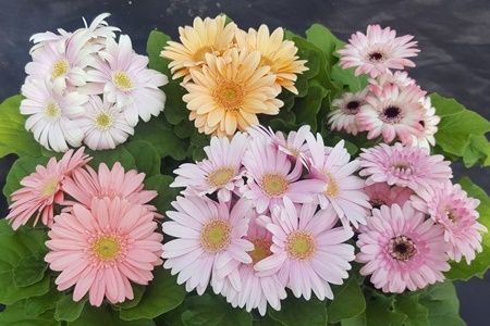 ミニガーベラナカノセレクション(ビビット系ミックスとパステル系ミックス)