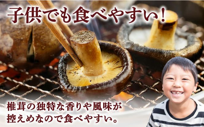 肉厚生椎茸 秀品15枚セット / 生しいたけ 生シイタケ きのこ キノコ 茸 / 南島原市 / サンエスファーム [SBX001]