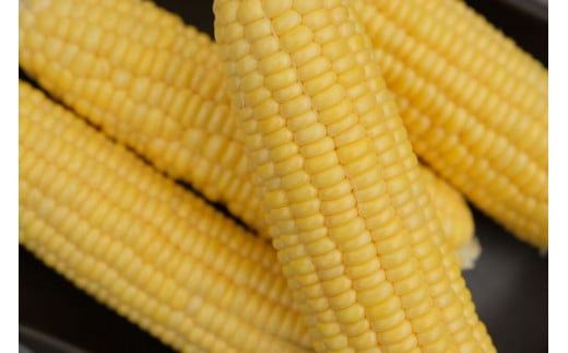 【2026年先行予約】山梨県都留市産 ゴールドラッシュ 7本｜ 新鮮 朝採れ もぎたて発送 甘い とうもろこし トウモロコシ 産地直送 送料無料【炭香ファーム】FC002