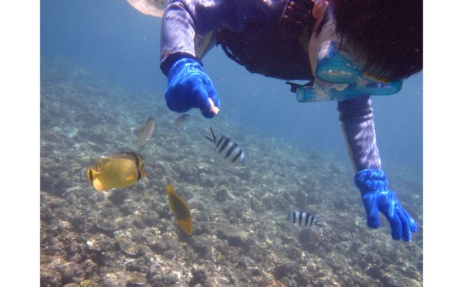 【ハレタオーシャンサポート】透明度抜群！【ビーチシュノーケリングツアー】2名様