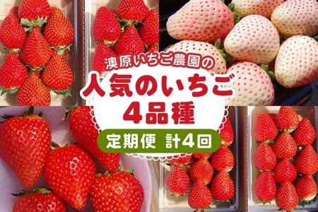 [先行予約][4ヶ月連続定期便] 澳原いちご農園人気のいちご4品種お届け定期便 (毎月1品種お届け 計4回)|いちご イチゴ 苺 フルーツ 果物 産地直送 栃木県産 [0485]