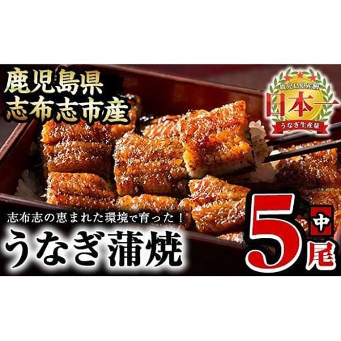 うなぎの大楠＜中＞5尾セット計650g(130g×5) c0-094（鹿児島県志布志市