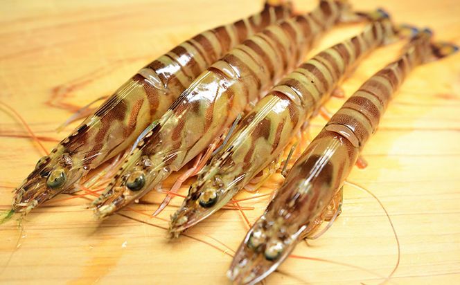 【訳アリ】活き〆急速冷凍車エビ（生食可・約1800g）- 海老 車えび 車海老 冷凍 生エビ 国産 養殖 えび天 エビフライ 塩焼き 人気 沖縄県 八重瀬町