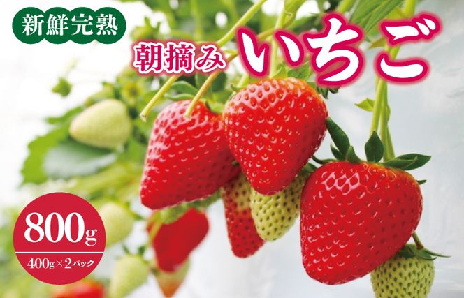 G1212 【先行予約】「厳選プレミアム！」完熟朝摘みいちご 800g（400g×2パック）