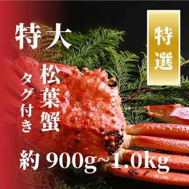 1564【特選】松葉ガニ 特大サイズ 約900g～1kg タグ付(茹で)