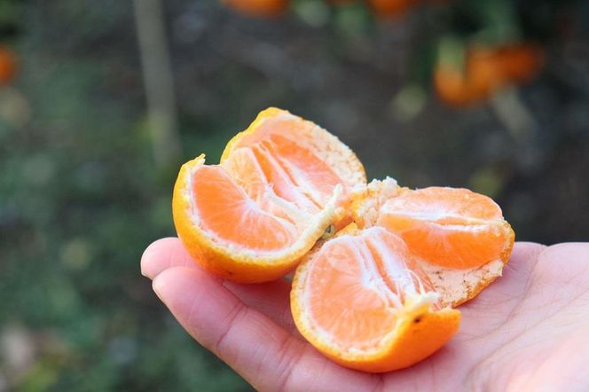 12/23までにご入金確認分は年内発送確定！温州みかん 家庭用 箱込み10kg ( 3Lサイズ以上 ) 大きいミカンが好きな人におすすめ DB013