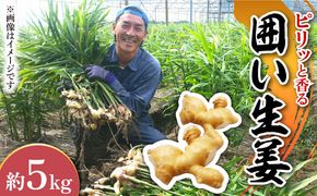 【2026年1月末〜順次発送】囲い生姜 約 5kg / ショウガ 南島原市 / ふくはちファーム [SBS013]