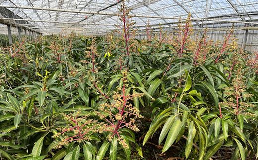 【先行受付】【2026年発送】生産組合が育てるアップルマンゴー約2kg（家庭用）- 先行予約 沖縄県産 産地直送 南国フルーツ 旬の味覚 季節の果物 ご自宅用 沖縄マンゴー 沖縄県 八重瀬町