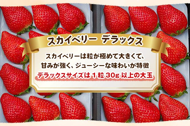 [数量限定] 年末年始にお届け！完熟朝摘みスカイベリー デラックス ｜いちご 苺 イチゴ フルーツ 果物 産地直送 [0561]