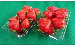 知る人ぞ知る「いちごの名産地」愛知県津島市 生産歴70年の実力とこだわり かとう農園「ゆめのか」いちご2パック【令和8年1月以降順次発送】
