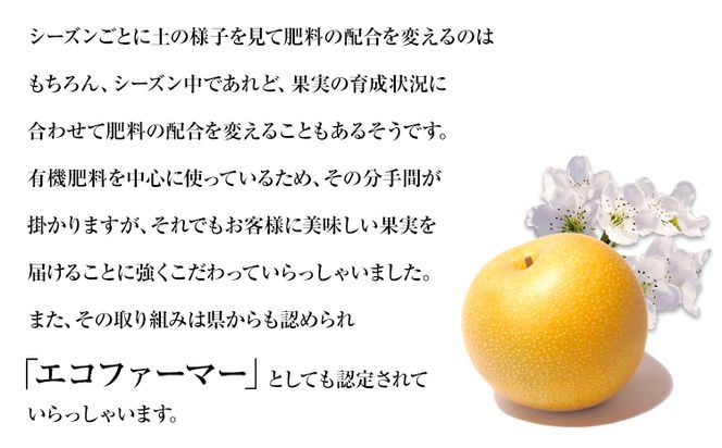 【先行予約】秋 旬 梨 期間限定 【日付指定不可】梨 『松田農園』の くまもと 梨 たっぷり 約2kg 5-7玉前後 予約 受付中 熊本県玉名郡玉東町『松田農園』なし 果物 スイーツ フルーツ デザート スムージー 《7月下旬-9月末頃出荷》 SDG`s---sg_cmtdnasi_cf79_26_10000_2kg---