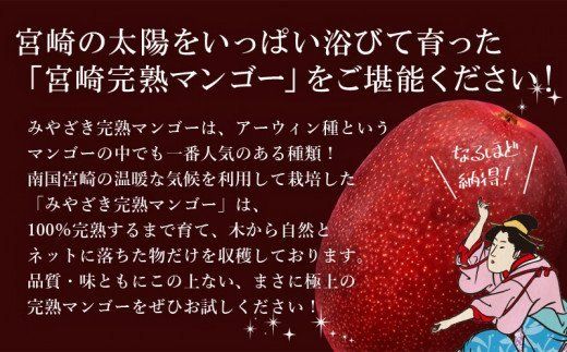 数量限定 おがたのマンゴー 宮崎完熟冷凍マンゴー 1玉分 (600g以上) 贈答品 小分けパック のし対応可_M161-011_01