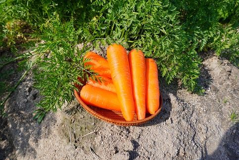 人参100%無添加・無着色!!美味しい人参ジュース!! 720ml×2本 H132-026