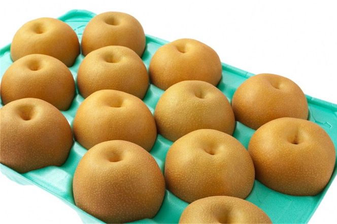 【先行予約】甘～ぃ！ジューシー！！晩生梨の代表 京丹後産 新興梨 3kg（4～9玉）（2026年9月下旬～発送）　国産 期間限定 デザート ふるさと 納税 梨 なし ナシ ふるさと 納税 先行予約 期間限定 ふるさと 納税 フルーツ くだもの 果物 赤梨　YK00711