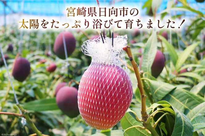 【2026年夏発送】 宮崎 完熟 マンゴー 太陽のタマゴ 秀品 900g以上 [宮崎県農業協同組合日向地区本部（販売課） 宮崎県 日向市 452060664] 果物 フルーツ 完熟マンゴー 甘い 日向 期間限定 冷蔵