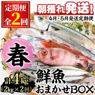 【0301101b】＜定期便・全2回(4月・5月)＞「春の鮮魚BOX」朝獲れ発送！鮮魚問屋が厳選したおまかせ鮮魚(約2kg程度×2回) 魚 魚介類 鮮魚 海鮮 詰め合わせ セット 刺身 天ぷら 煮つけ 塩焼き【江川商店】