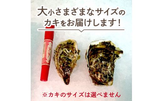 【予約:2024年10月より順次発送】【カキナイフ付】海のミルクサロマ湖産殻付2年物カキ貝 7.5kg 60～75個入 ( 魚介類 海鮮 魚介 牡蠣 かき カキ )【031-0010-2024】