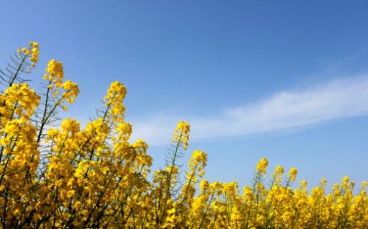 菜の花 サラダ油 3本《築上町》【農事組合法人　湊営農組合】 [ABAQ012]