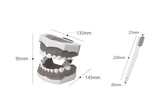 歯の模型 歯磨き指導用 大型モデル（乳歯列 歯ブラシ付）《歯 模型 歯列模型 歯模型 顎模型 2倍大》 ※着日指定不可
