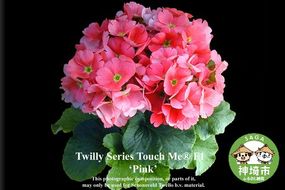 【先行受付1月7日より発送 数量・期間限定】プリムラ オブコニカ タッチミー 5号鉢×3鉢 3色おまかせセット 【鉢花 ふるさと納税 プリムラ】(H069114)