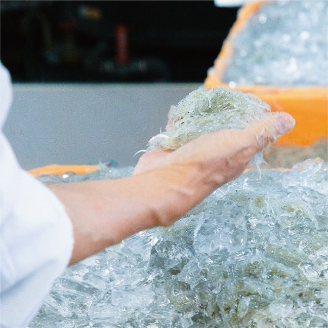 535.しらす職人が目利きした「釜揚げしらす」1.6kg(A-535-2)