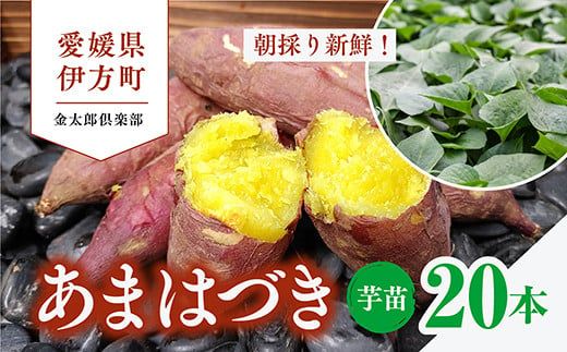 先行予約】【数量限定】新品種！あまはづき 芋苗（20本） ※2024年5月