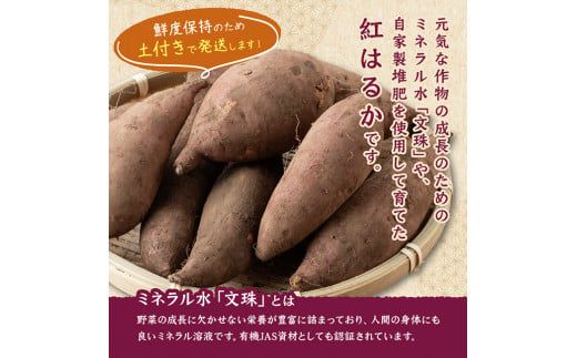 宮崎県産さつまいも　ミネラル栽培　紅はるか 2kg 【 宮崎県産 九州産 いも 芋 サツマイモ 野菜 】[C10401]