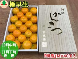 極早生 みかん 有田 化粧箱 特秀 M サイズ 40玉入 南泰園     BS604