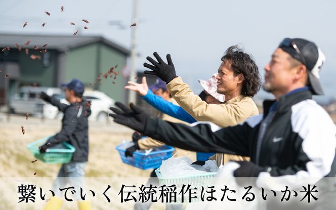 【先行予約】【新米】ほたるいか米（無洗米10kg）×6回 計60kg【6ヶ月定期便】25年10月開始