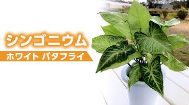 【 観葉植物 】 シンゴニウム ・ ホワイト バタフライ 1鉢 シンゴニューム ガーデニング 室内 植物 花 鉢 緑 [AM118us]