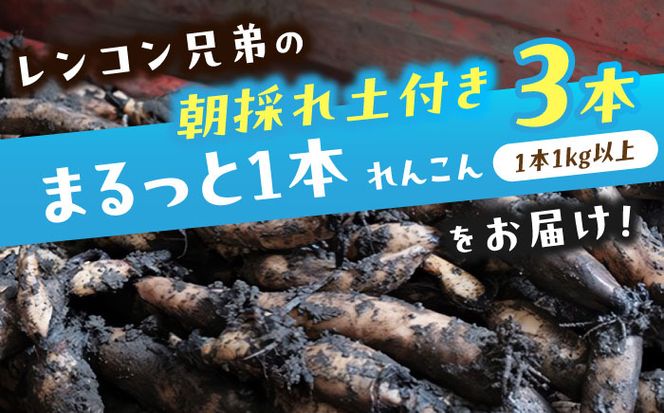 【先行予約】＼毎年9月より順次発送／＼TVでも紹介された！！/ 産地直送！朝採れ土付き鍬掘り レンコン3kg 野菜 れんこん 根菜 愛西市 / レンコン兄弟 [AECL002]