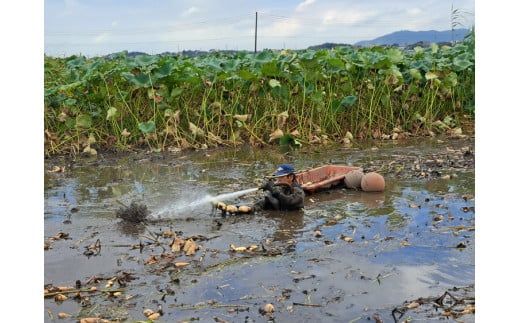 【先行予約】レンコン 2kg【新れんこん】◇ ｜ 収穫仕立て 産地直送 れんこん 蓮根 蓮 甘み シャキシャキ 茨城県 土浦市産 ※離島への配送不可 ※2025年9月上旬頃より順次発送予定