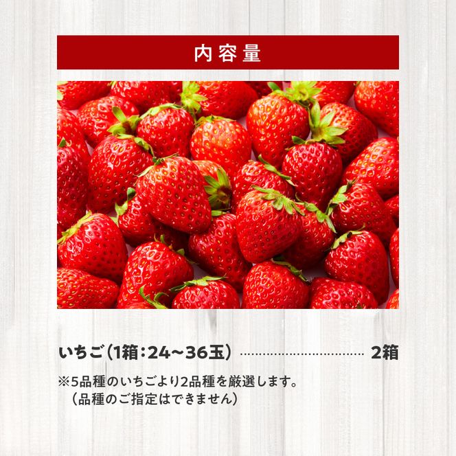 生いちご 厳選 2品種 食べ比べセット いちにのいちご園（1月から発送開始）2箱　N085-YB531