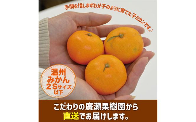 【2026年10月下旬～発送】【甘味が凝縮！】 濃厚 小玉みかん 3kg 温州みかん 2Sサイズ以下 / フルーツ 柑橘 蜜柑 ミカン / 南島原市 / 長崎県農産品流通合同会社 [SCB057]