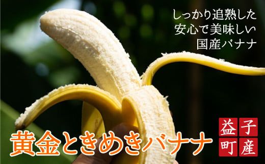 CA001　【先行予約】黄金ときめきバナナ