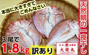 驚愕の大きさ！訳あり天然鯛の一夜干し1.8kg_1554R