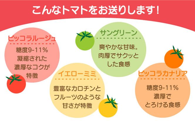 【2026年1月中旬～発送】カラフル ミニトマト 彩８（いろは） 約8種類 合計約1.8kg / トマト 夏野菜 野菜 旬 食べ比べ / 産地直送 安心 安全 彩り / 南島原市 / 植木農園 [SBL001]