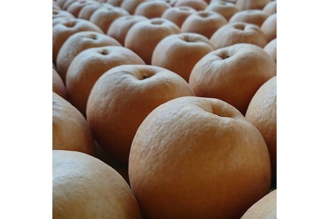 【先行予約／数量限定100】新興梨　5kg（2026年10月中旬～発送）　国産 なし ナシ 梨 2025フルーツ ふるーつ 果物 くだもの 農家応援 生産者応援 FK00024