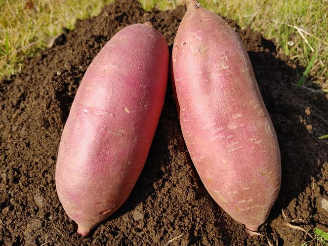 【先行予約】新品種あまはづき（2kg）生芋 サツマイモ さつまいも いも　※2024年9月～12月頃に順次発送予定
