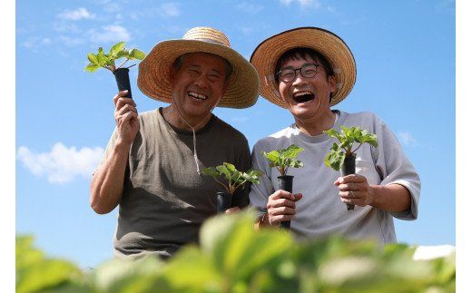 福岡県産　あまおう　2パックセット【ナチュレッシュ・ファーム・ジェイピー】_HA1336