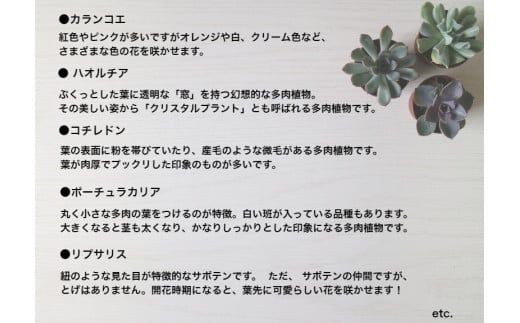 161.おまかせ多肉植物詰め合わせ（40種）(A161-1)