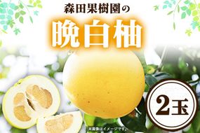 森田果樹園の晩白柚 2玉 森田果樹園《12月中旬-2月末頃出荷》果物 フルーツ サボン 熊本---hkw_mtk_5_2t---